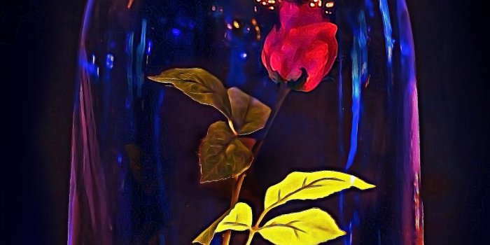2166x2885 Beauty And The Beast Rose Wallpapers