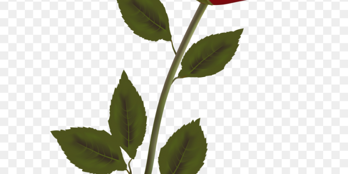 840x1332 Wallpaper Red Roses, Flowers And Red - Beauty And The Beast Rose