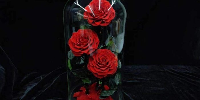 1024x768 Beauty and the Beast Rose (Red-3) – onlofo