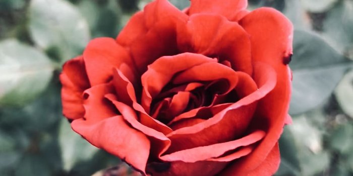 910x1214 HD wallpaper: rose, beauty, beauty and the beast, red, red rose