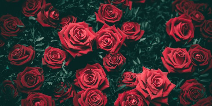 5120x2880 Beauty And The Beast Rose Background posted by Ryan Sellers