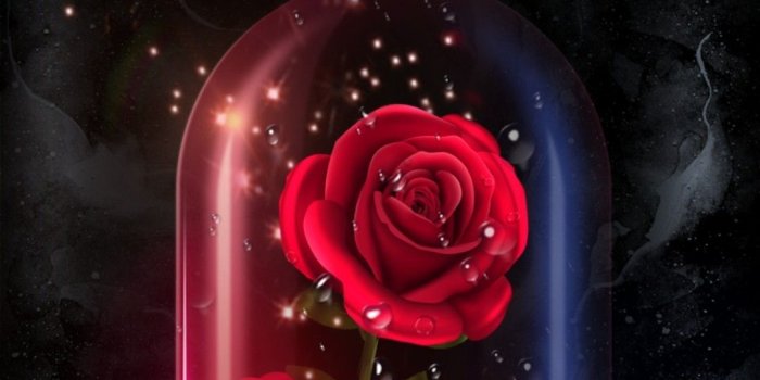 1080x2220 Gardening image by Aleesha Ann Garcia | Rose flower wallpaper, Red