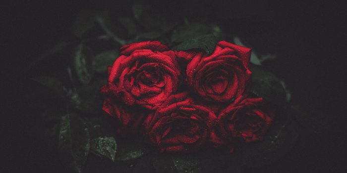 3840x2160 Beauty And The Beast Rose Wallpapers