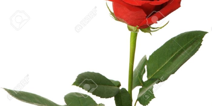1145x1300 Rose Stem Beauty And The Beast - 1145x1300 Wallpaper - Ecopetit.cat