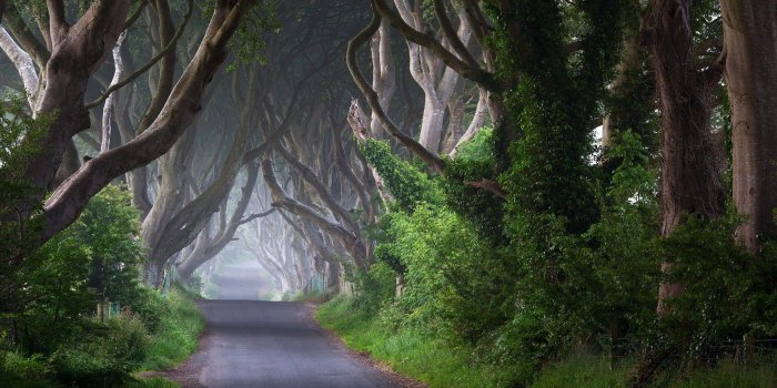 2048x1363 Wallpaper, Widescreen, Trunks, Road, Mist,ireland,free Images
