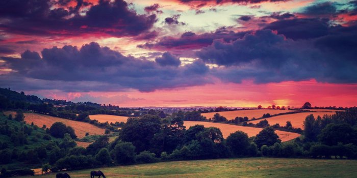 2560x1440 Bushes, Evening, Mac, Ireland,sunset, Fields, Animals, Trees