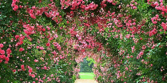 1080x810 Beautiful Rose Garden Desktop Backgrounds – DECOREDO