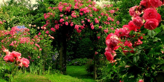 1441x1080 42+] Rose Garden Wallpaper Desktops on WallpaperSafari