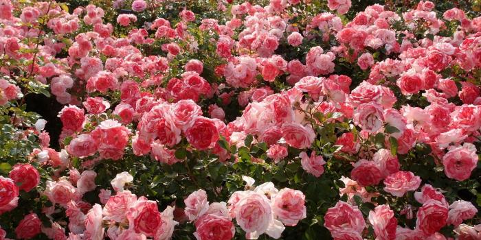 2560x1440 flower, Nature, Beautiful, Mood, Rose, Garden, Pink Wallpapers HD