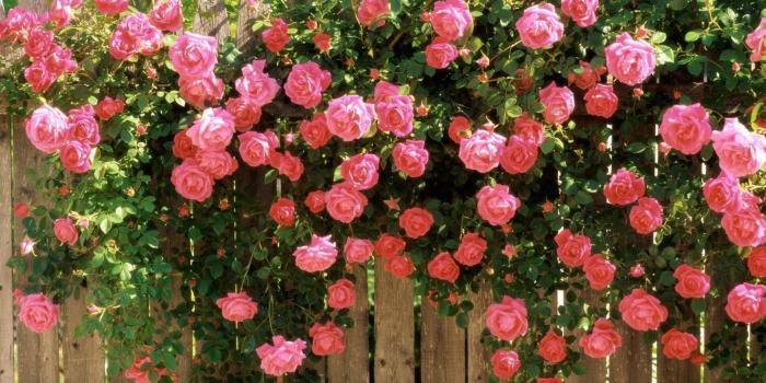 1920x1200 beauty, Nature, Beautiful, Flower, Pink, Rose, Garden, Spring