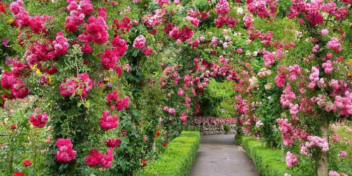 1332x850 Wallpaper Park, roses, garden, Canada, alley, British Columbia