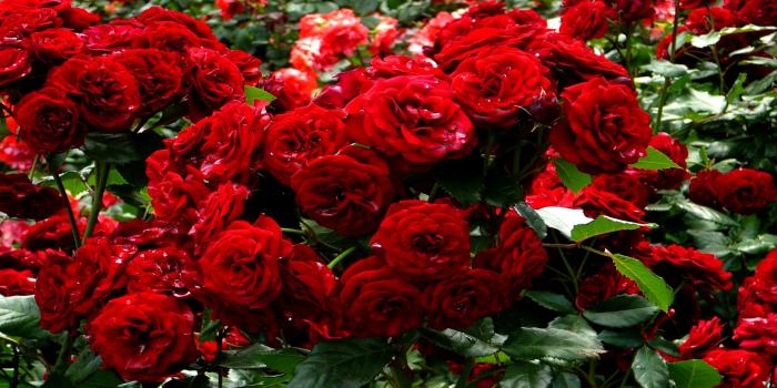 2560x1600 Rose Garden Wallpapers - Top Free Rose Garden Backgrounds