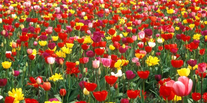 1920x1080 Flower Gardens Wallpapers (59+ images)