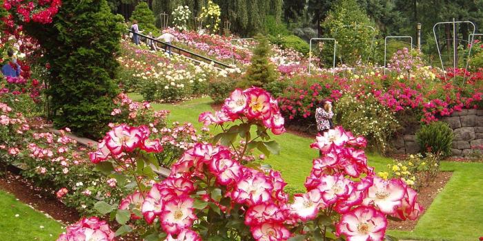 1920x1440 Rose Garden Wallpaper (51+ pictures)