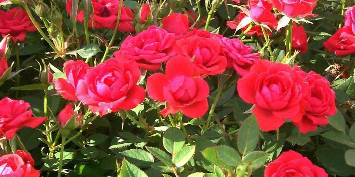 1397x922 Rose Garden Wallpapers