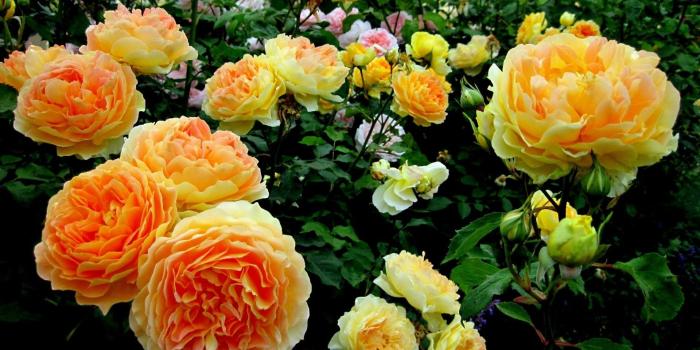 1920x1200 Roses Garden - Free wallpapers