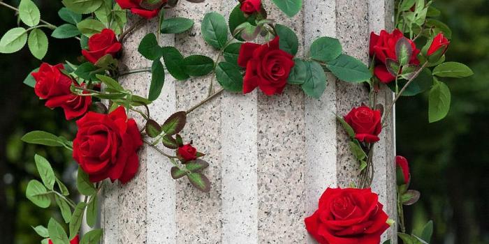 910x1365 HD wallpaper: red roses around white concrete pillar, flowers