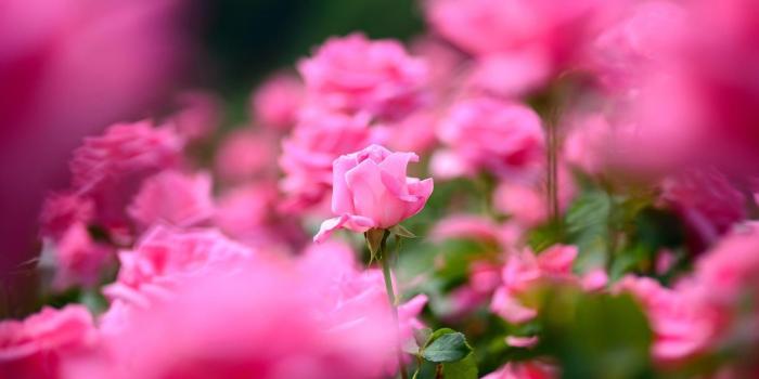 1920x1080 Free download Wallpaper Rose garden 1920 x 1080 HDTV 1080p Desktop