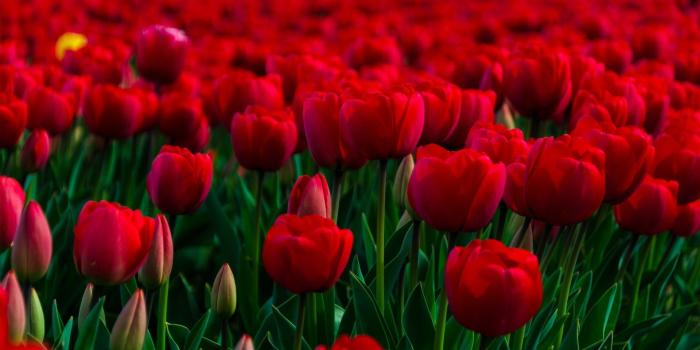 1920x1200 Flower Garden Wallpaper (67+ images)