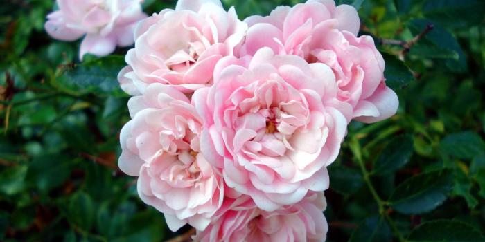 1920x1080 Rose Garden Ultra HD Desktop Background Wallpaper for 4K UHD TV