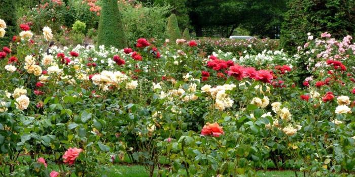 1366x768 Flowers Nature Roses Rose Beautiful Garden Flower Wallpaper - Hd