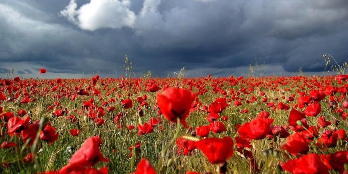 1680x1050 Free download Red Rose Garden Wallpapers Beautiful red [1680x1050