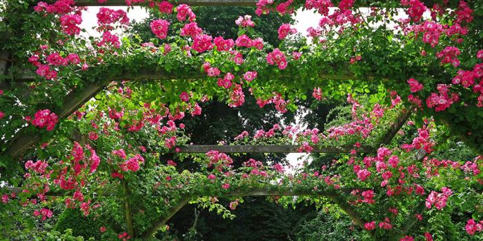 1280x786 Desktop Wallpapers United Kingdom Rosemoor Rose Garden Devon Roses