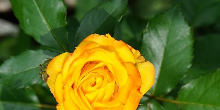 910x1367 HD wallpaper: flower, rose, garden, nature, beauty in nature