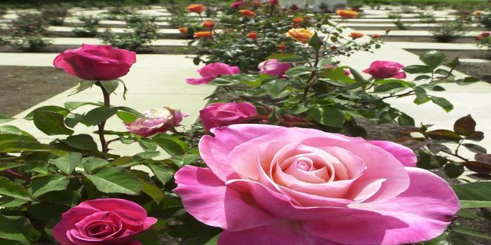 1600x1200 Desktop Wallpapers » Flowers Backgrounds » Rose Garden » www