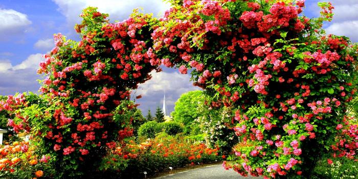 2560x1600 Arch of Roses HD Wallpaper | Background Image | 2560x1600 | ID