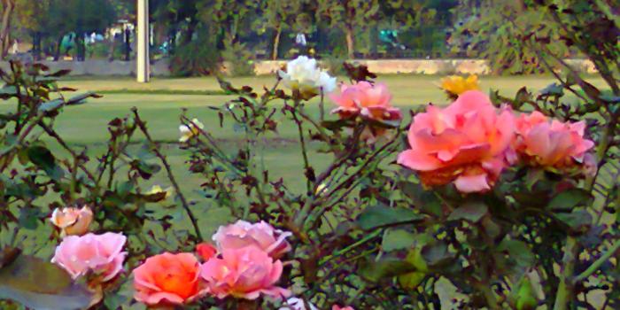 2280x1416 Rose Garden wallpaper | nature and landscape | Wallpaper Better