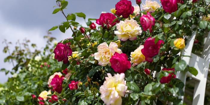 1920x1080 Download Wallpaper 1920x1080 roses, flowering, garden, sky