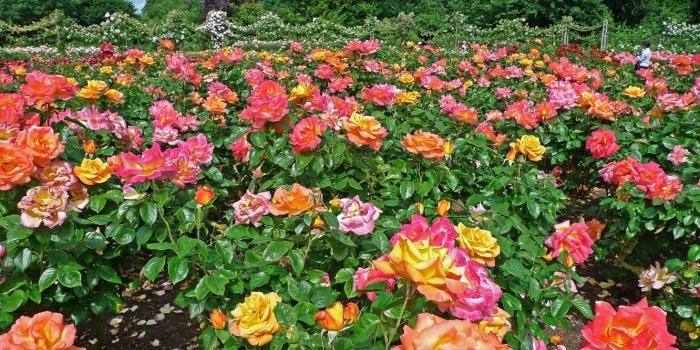 1332x850 Wallpaper Park, England, roses, garden, Regents Park Queens Garden