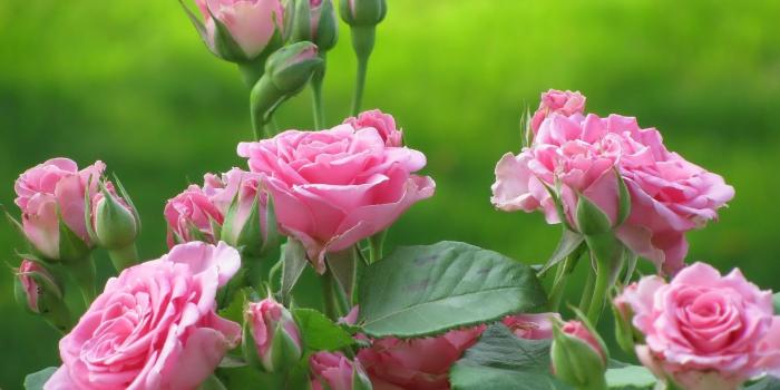 1920x1200 Rose Flowers wallpaper | 1920x1200 | #38181