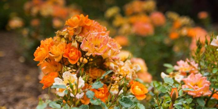 1920x1200 Orange Rose Garden - Free wallpapers