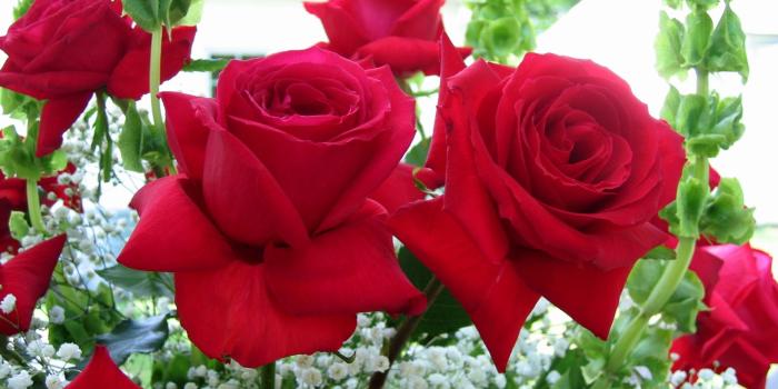 1920x1440 Red Rose Garden Wallpaper posted by Ethan Mercado