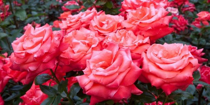 1920x1080 Red Rose Garden Background Dew : Wallpapers13.com