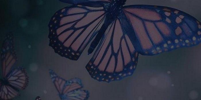 1080x1920 Butterfly iPhone Wallpapers (52 pictures) - WallpaperBoat