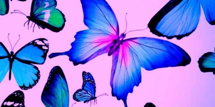 737x1311 Butterfly iPhone Wallpapers - Top Free Butterfly iPhone
