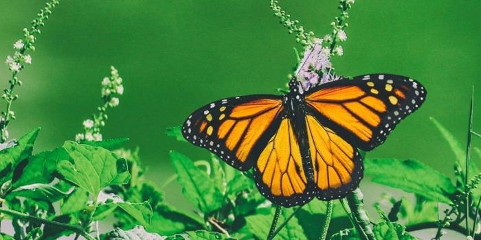 1080x1920 Butterfly iPhone Wallpapers (52 pictures) - WallpaperBoat