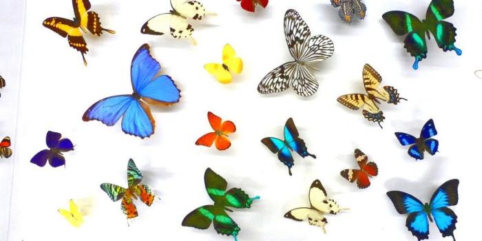 1080x1920 Wallpaper iPhone Butterfly Design | 2020 3D iPhone Wallpaper