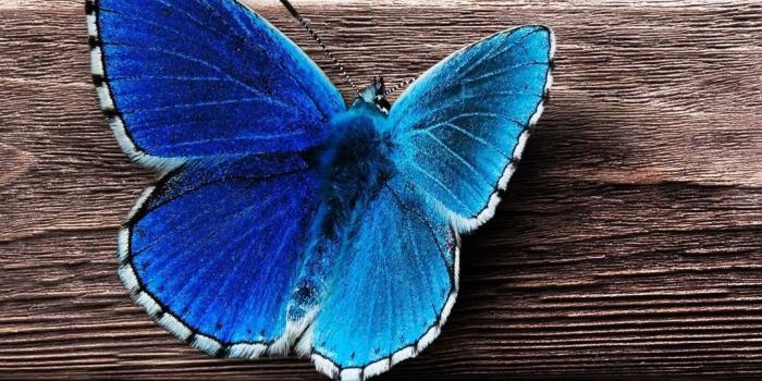 1080x1920 Butterfly iPhone Wallpapers (52 pictures) - WallpaperBoat