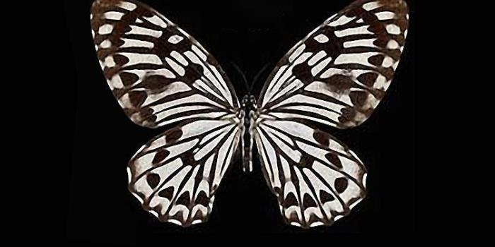 750x1334 Butterfly iPhone Wallpapers - Top Free Butterfly iPhone