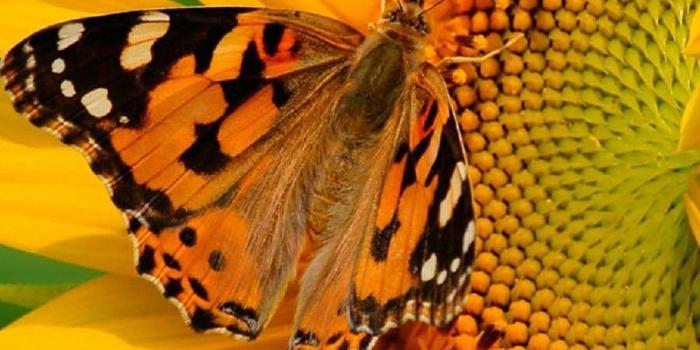 1080x1920 iPhone X Wallpaper Butterfly Pictures | 2020 3D iPhone Wallpaper