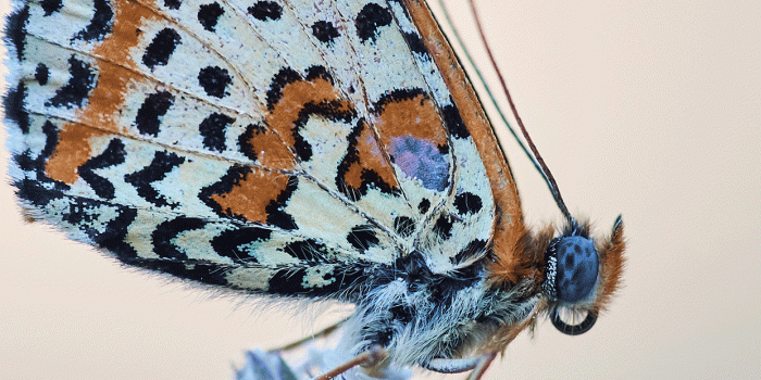 1242x2688 Butterfly Wallpaper for iPhone X, 8, 7, 6 - Free Download on