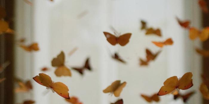 1125x2436 Butterfly room iPhone Wallpapers Free Download