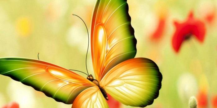 1080x1920 Butterfly iPhone Wallpaper | 2020 3D iPhone Wallpaper