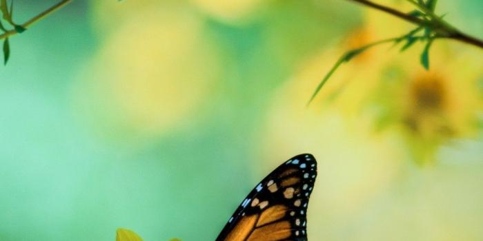 1080x1920 iPhone Wallpaper HD Butterfly | 2020 Cute Wallpapers