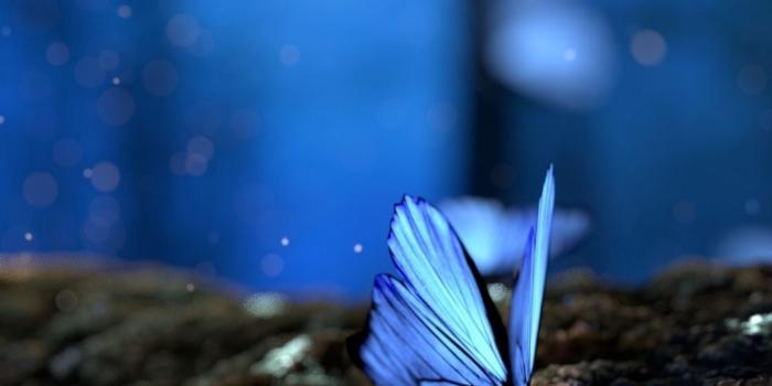 1080x1920 Butterfly iPhone Wallpapers (52 pictures) - WallpaperBoat