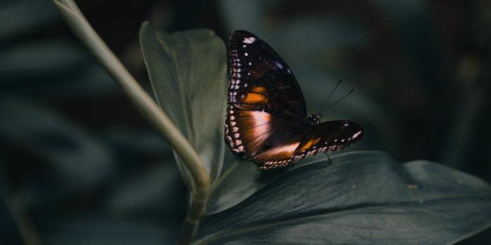 1125x2436 Best butterfly iPhone X Wallpapers HD - iLikeWallpaper